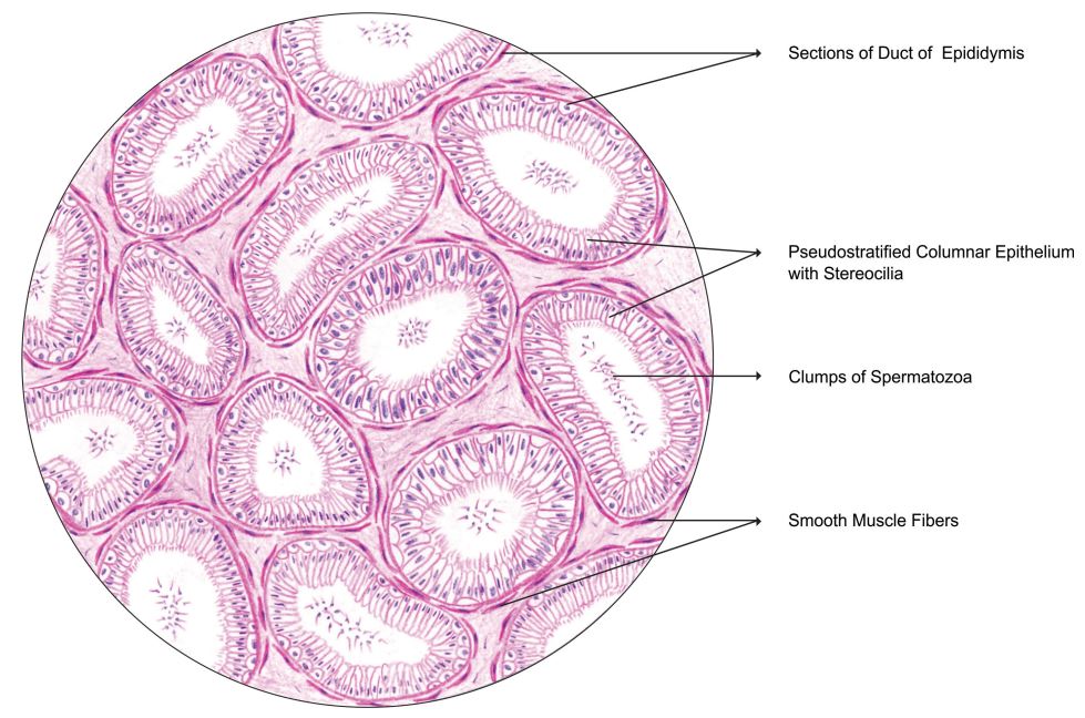 EPIDIDYMIS Histology
